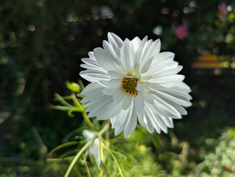 White flower with small but many leaves in front of greenery
