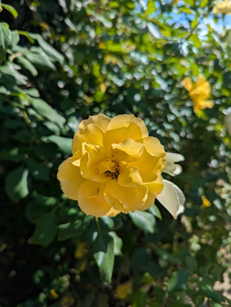 Single yellow flower in front of green bush. Rounded leaves.
