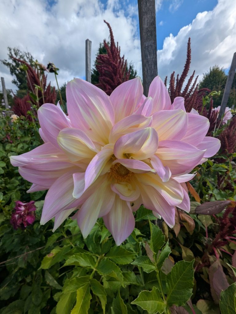 Big pink and slight yellow flower in front of greenery and blue sky with clouds.