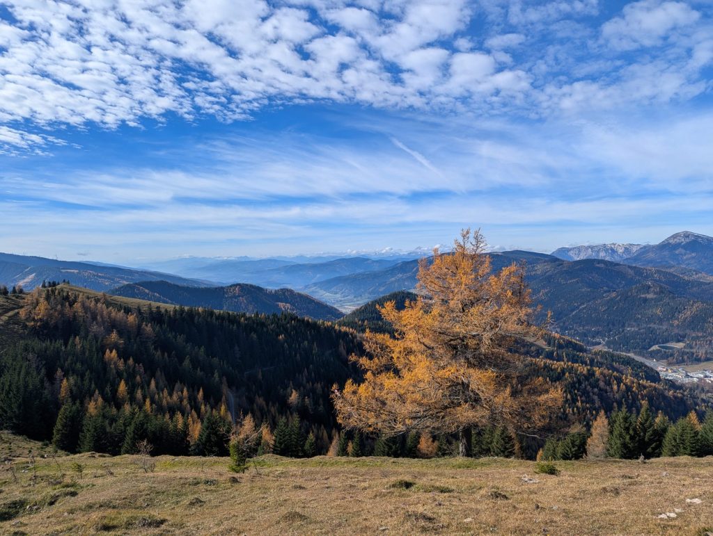 View of fall coloured tree and patch of grass in the front. Green mountain range and blue sky with some clouds in the back.